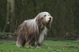 BEARDED COLLIE 301